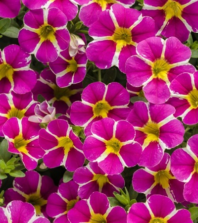 Million Bells Superbells® Rising Star™
